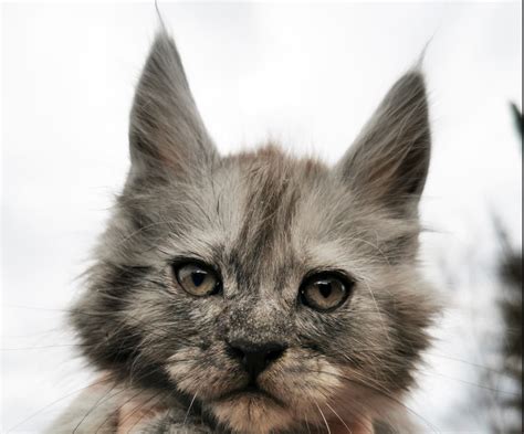 The breed is very intelligent. . Maine coon cats for sale okc